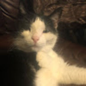 Meet your Posher, Janis